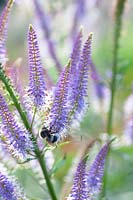 Bumblebee on Candelabra Speedwell, Veronicastrum virginicum Fascination 