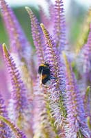 Bumblebee on Candelabra Speedwell, Veronicastrum virginicum Fascination 