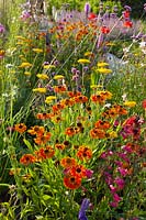 Prairie Border, Achillea, Helenium, Penstemon, Prairie Border, Achillea, Helenium, Penstemon 