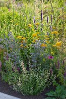 Small perennial bed, Agastache rugosa Black Adder, Achillea, Eryngium planum, Calamintha nepeta 