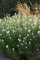 Small Perennial Border, Small Pairie Border 