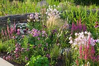 Small perennial bed, Achillea, Lythrum salicaria, Sidalcea, Nasella tenuissima 