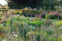 Prairie bed with purple coneflower and mountain mint, Echinacea purpurea, Pycnanthemum 