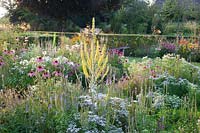 Prairie bed with mullein, purple coneflower and mountain mint, Echinacea purpurea, Pycnanthemum, Verbascum olympicum 