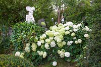 Garden with hydrangeas, Hydrangea arborescens Annabelle 