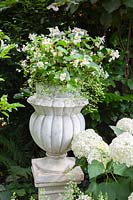 Begonia in a stone pot, Begonia semperflorens 