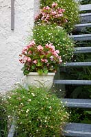 Stairs with pots, Begonia, Erigeron karvinskianus 