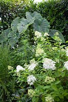 Arrowroot and hydrangea, Alocasia, Hydrangea paniculata 