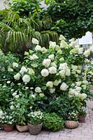 Panicle hydrangea, Hydrangea paniculata Limelight 