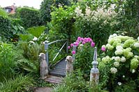 Garden with hydrangeas, Hydrangea arborescens Annabelle 