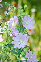 Mallow, Malva moschata 