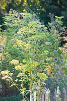 Golden Valerian, Patrinia scabiosifolia 