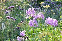 Phlox and Verbena bonariensis 