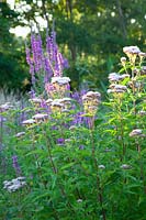 Common agrimony, Eupatorium cannabium 