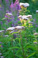 Common agrimony, Eupatorium cannabium 