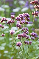 Verbena, Verbena bonariensis 