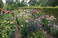 Dahlia bed in August 