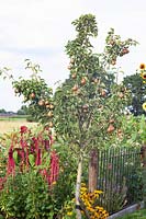 Pear tree, Pyrus communis Gieser Wildemann 