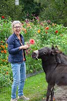 Anja van Heeswijk feeds donkeys with dahlias 