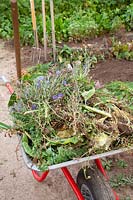 Wheelbarrow with plant residues for compost 