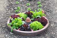 Salads planted in a wagon wheel 