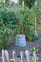 Tomatoes in the vegetable garden, Solanum lycopersicum 