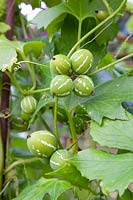 False bryony, Diplocyclos palmatus 