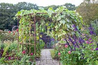 Trellis with gourds, Lagenaria siceraria 