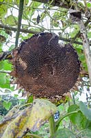 Sunflower without seeds, Helianthus annuus 