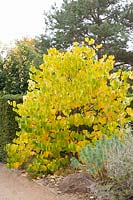 Judas tree in autumn, Cercis canadensis Pauline Lily 
