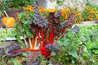 Vegetable garden with chard, Beta vulgaris Bright Lights 