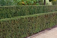 Tiered yew hedge, Taxus baccata 