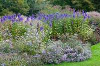 Autumn bed with asters and monkshood 