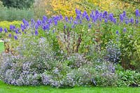 Autumn bed with asters and monkshood 