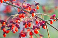 Spindle tree in November, Euonymus alatus 
