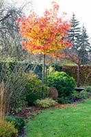 Sweetgum and Sweetgum Globe, Liquidambar styraciflua Autumn Colour Globe, Liquidambar styraciflua Gumball 