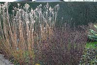 Seed heads in November, Thalictrum flavum glaucum, Rudbeckia fulgida speciosa 