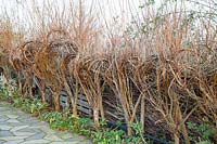 Fence made of living willow, Salix alba 
