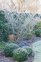 Bed in winter, Hamamelis intermedia Arnold Promise, Ilex crenata Dark Green, Ophiopogon planiscapus Nigrescens 