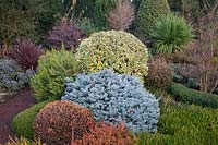 Bed in winter with evergreen shrubs, Eleagnus ebbingei Vivileg, Picea sitchensis 