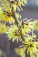 Witch Hazel, Hamamelis intermedia Angelly 