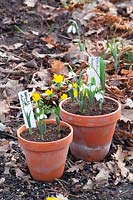 Snowdrops in pots, Galanthus elwesii 