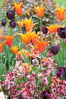 Bed in spring with tulips and wallflower, Tulipa Ballerina, Erysimum cheirii 