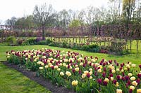 Tulip bed and hedge of columnar apples, Malus domestica Red Lane 