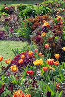 Bed with tulips and perennials 