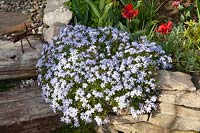 Cushion phlox, Phlox subulata 