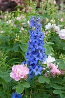 Larkspur with Damask Rose, Delphinium, Rosa damascena Celsiana 