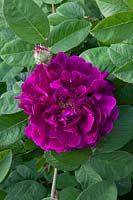 Rosa gallica Tuscany Superb 
