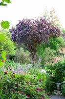 Natural garden with elderberry, Sambucus nigra Black Beauty 