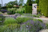 Lavender in the garden, Lavandula 